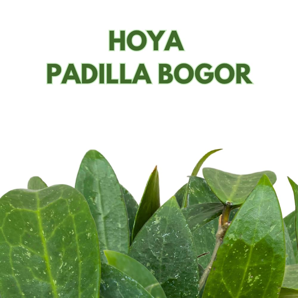 BubbleBlooms Hoya Padilla Bogor in a 4 inch Pot