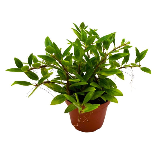 Harmony Foliage Columnea Microcalyx Green Prince in a 4 inch Pot