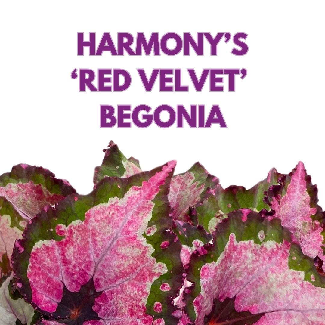 Harmony Foliage Begonia Rex Harmony's Red Velvet, 6 inch Red Green