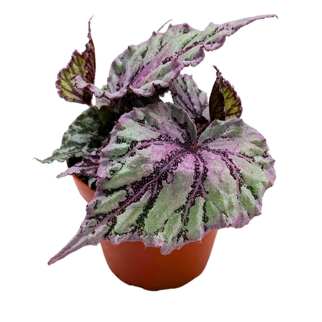 Begonia Rex Merengue in a 4 inch Pot Pink Silver