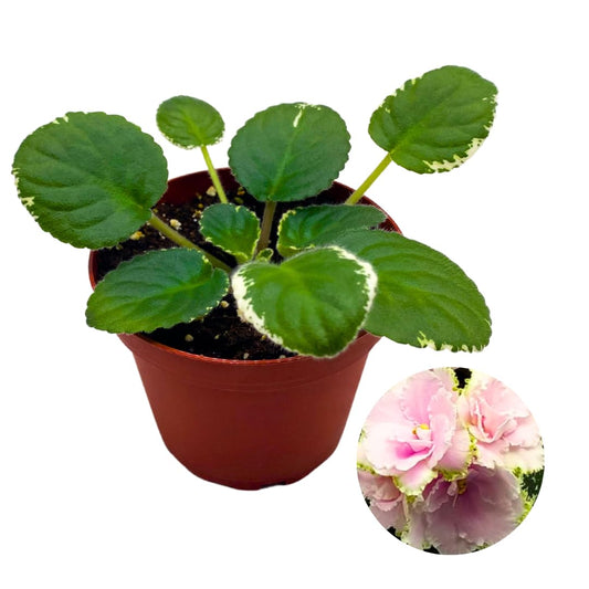 Harmony Foliage African Violet Hunter's Slippery When Wet 4 inch Pink Ruffle Flower