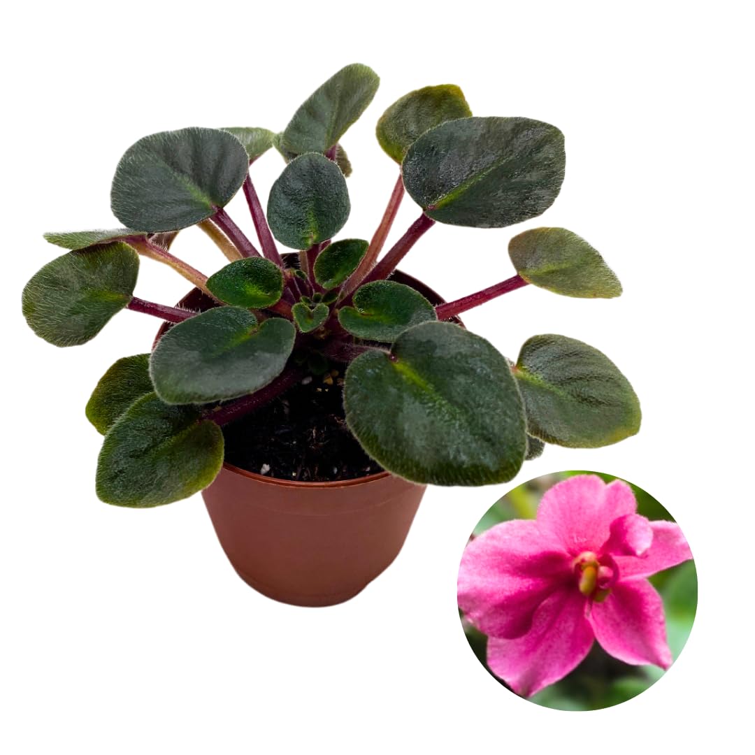 Harmony Foliage Mini African Violet Jolly Joy 2 inch Reddish Pink Flower