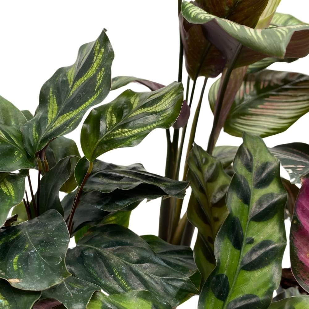 Calathea Assortment, 2 inch Set of 5, Peacock Prayer Plant Set Regal Indoor Foliage