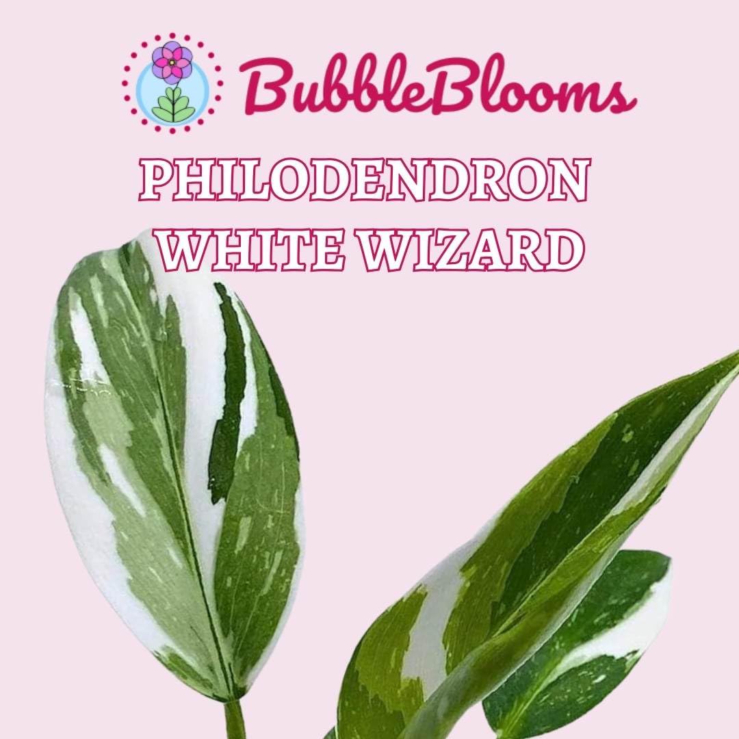 Philodendron White Wizard, Philodendron Erubesens Hybrid in 2 inch Pot