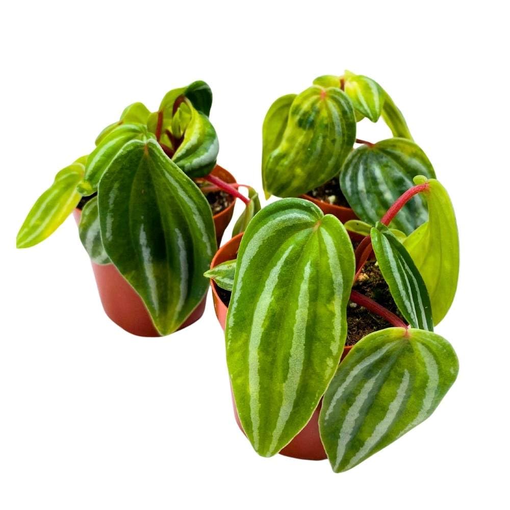 Peperomia Mini Watermelon, 2 inch Set of 3, verschaffeltii Unique Rare Pep