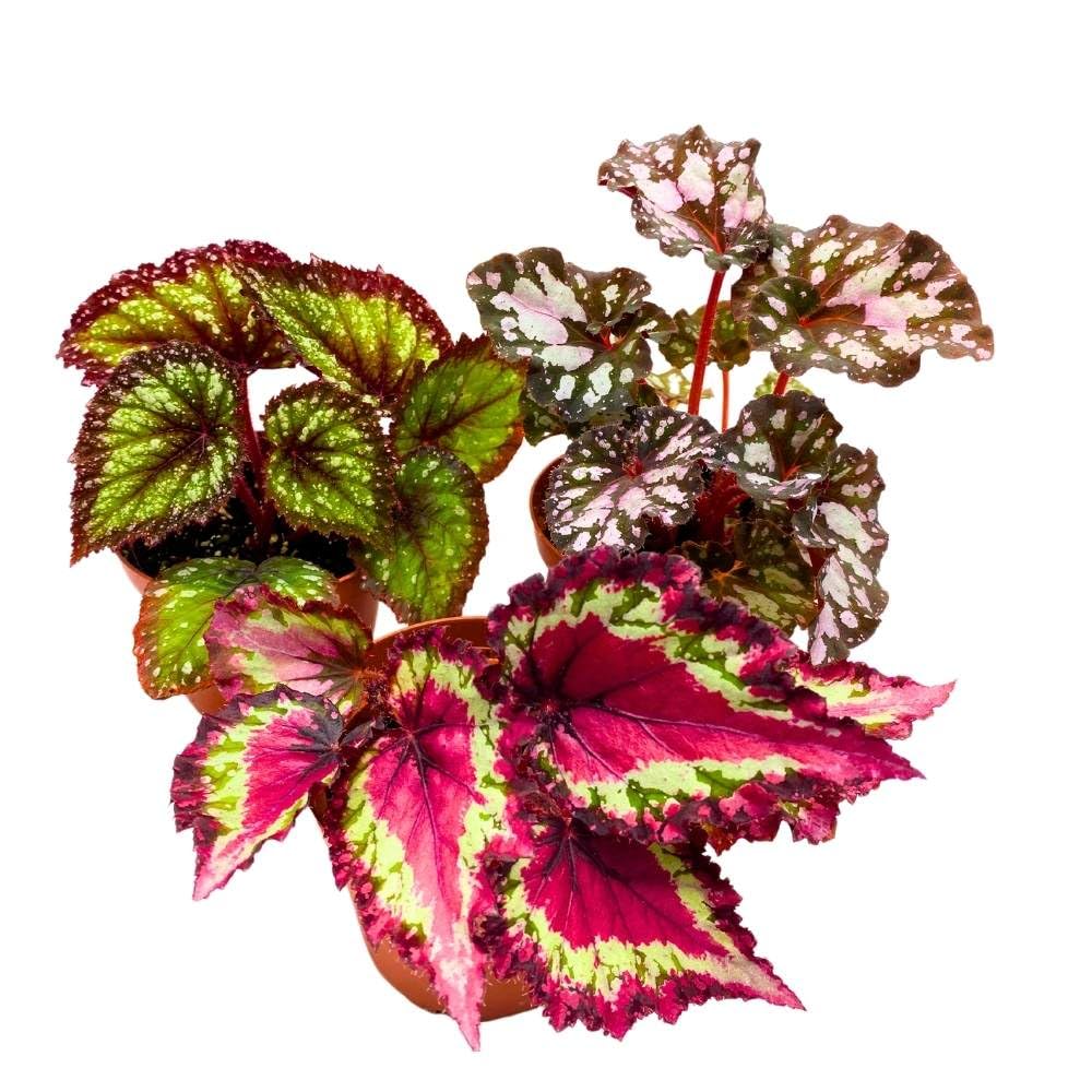 Harmony's Begonia Rex Assortment, 4 inch 3 Different Colorful Rex Begonias