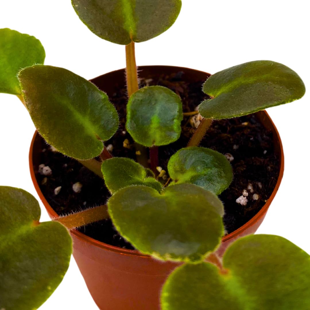 Harmony Foliage Mini African Violet Classic Rock 2 inch White Magenta Flower