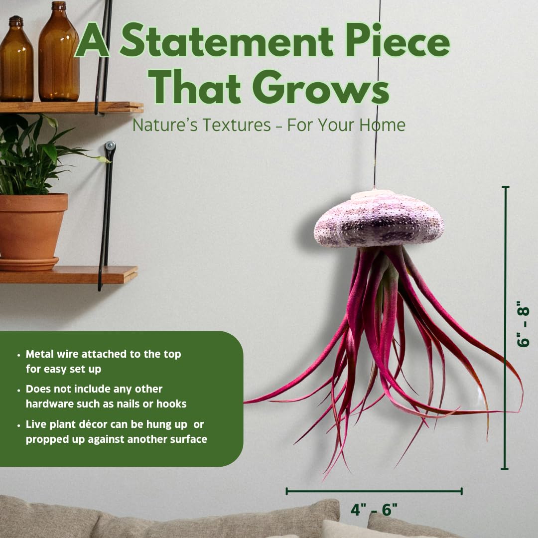 BubbleBlooms Small Tillandsia Jellyfish, Cute Hanging air Plant with Seashell