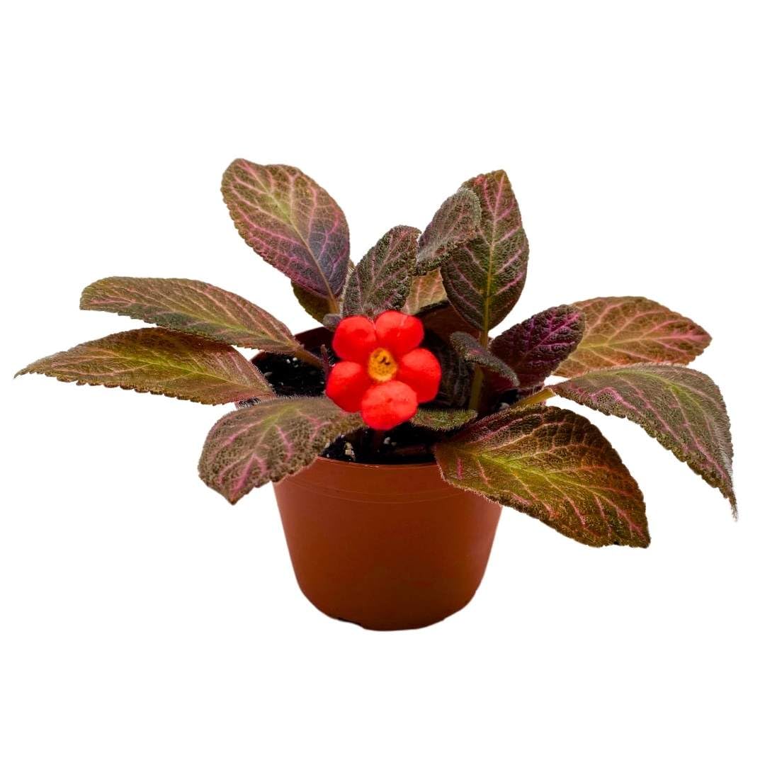 Harmony Foliage Episcia Pink Gator Flame Violet 4 inch