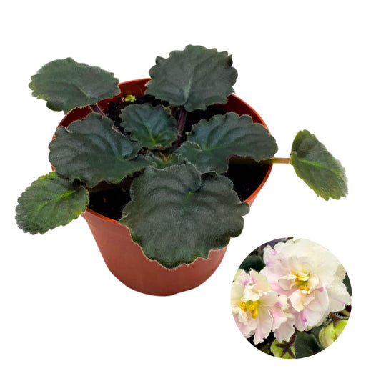 Harmony Foliage African Violet Lemon Whip 4 inch White Ruffle