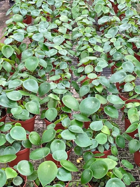 BubbleBlooms Peperomia Raindrop Wholesale Bulk Plants 4 inch 30-Pack