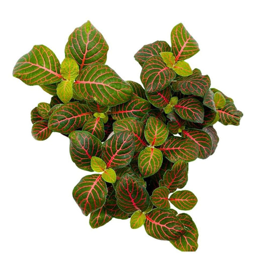 Red Nerve Plant 2 inch Set of 3 Mosaic Red Veined Fittonia Tiny Mini Pixie Plants