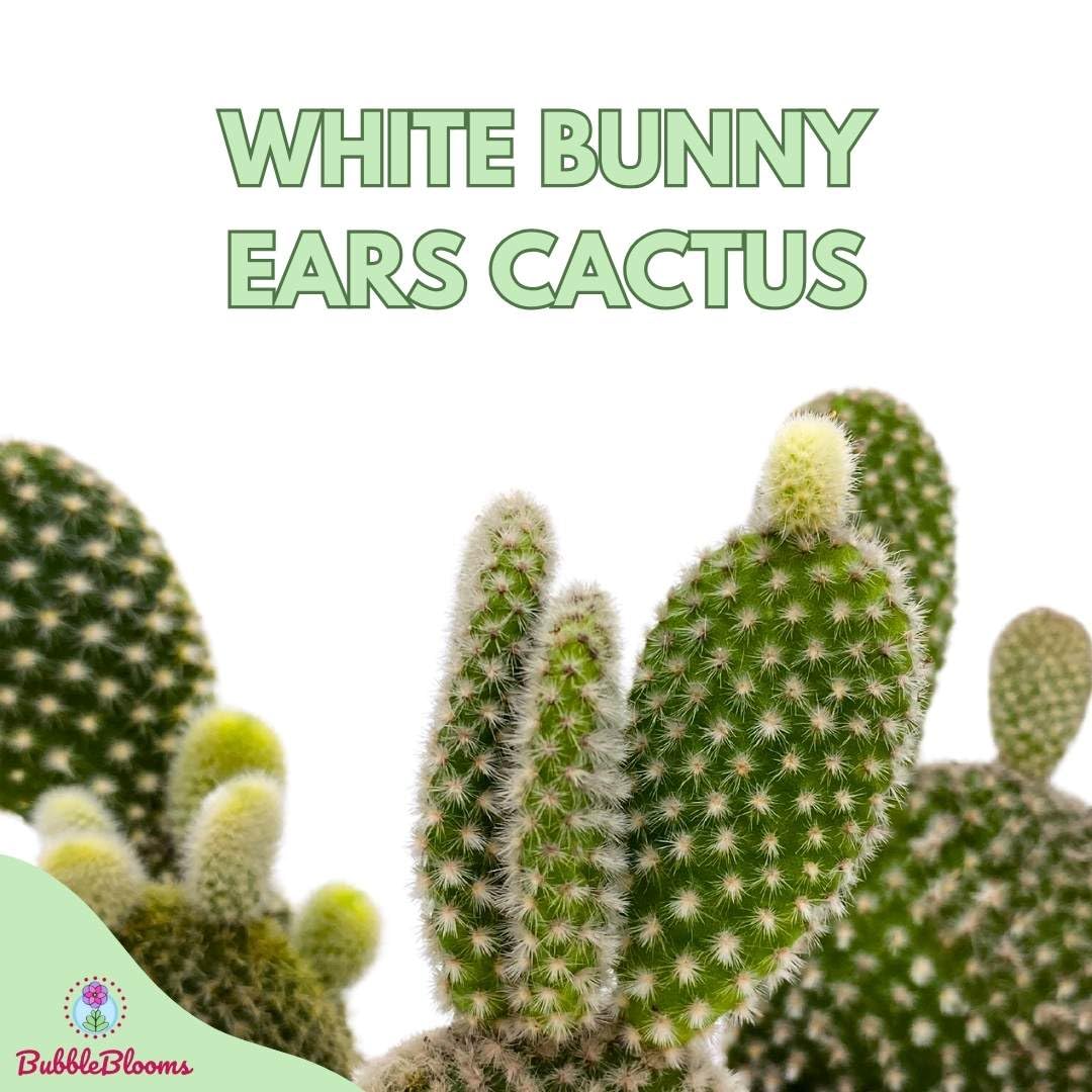 White Bunny Ears Cactus, 2 inch Set of 3, Opuntia microdasys, Angel's Wings Tiny Mini Pixie Plants