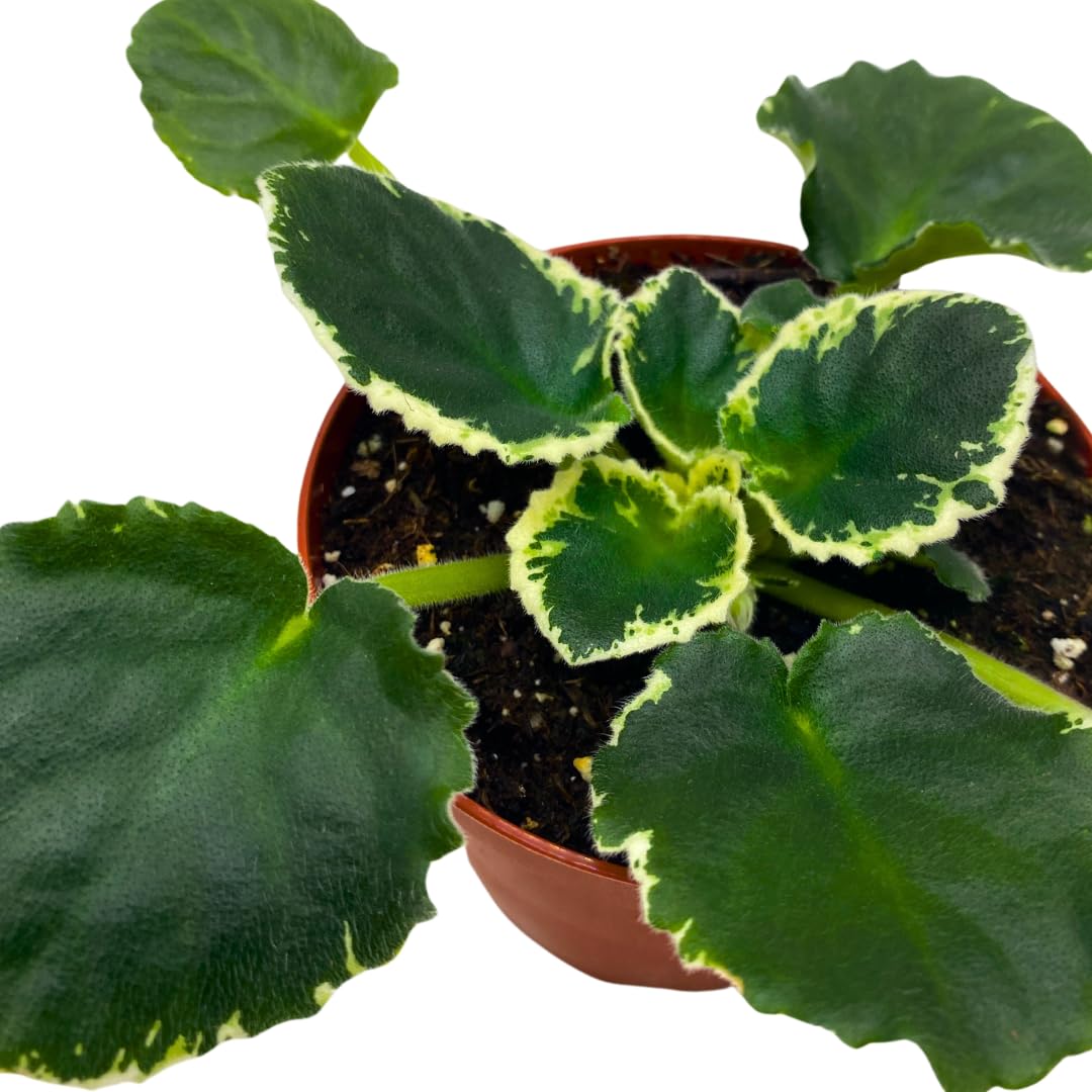 Harmony Foliage African Violet Cool Mint Variegated 4 inch White Flower