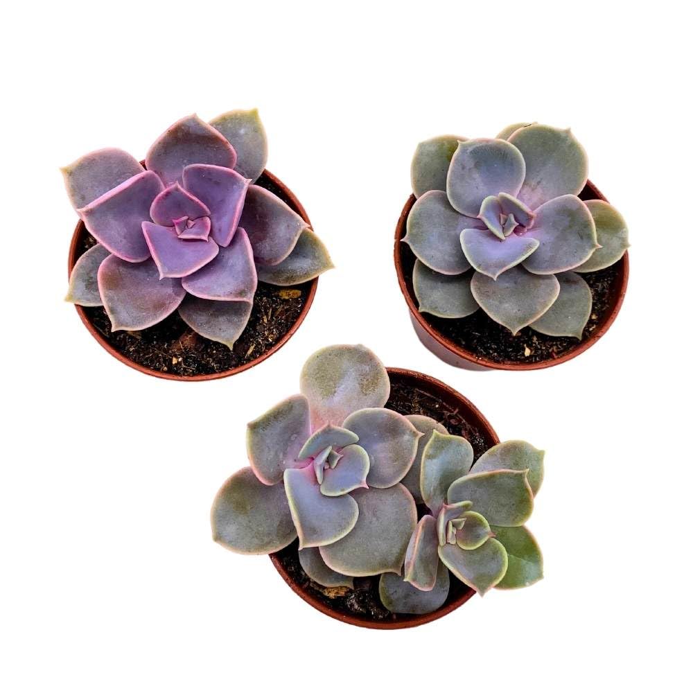 Echeveria Purple Pearl, 2 inch Set of 3, Perle von Nurnberg gibbiflora Tiny Mini Pixie Succulents