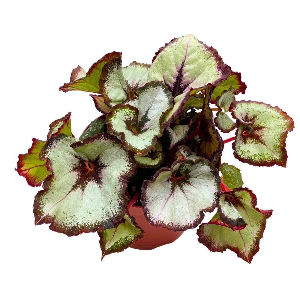 Harmony's Vertigo Begonia Rex 6 inch Purple Gray and White