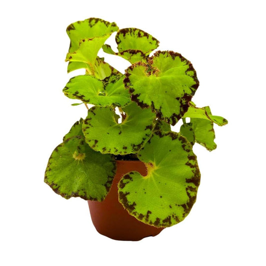 Begonia Jive Rhizomatous Rhizo in a 4 inch Lime Green