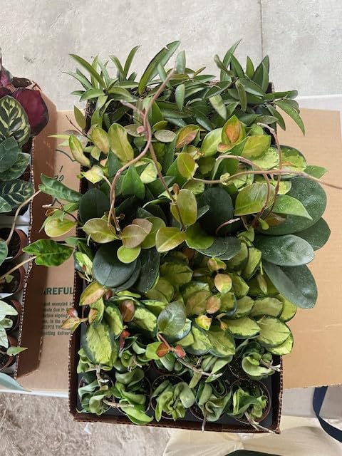 BubbleBloom Hoya Assortment Growers Choice Mix Wholesale Bulk Plants 2 inch 90-Pack