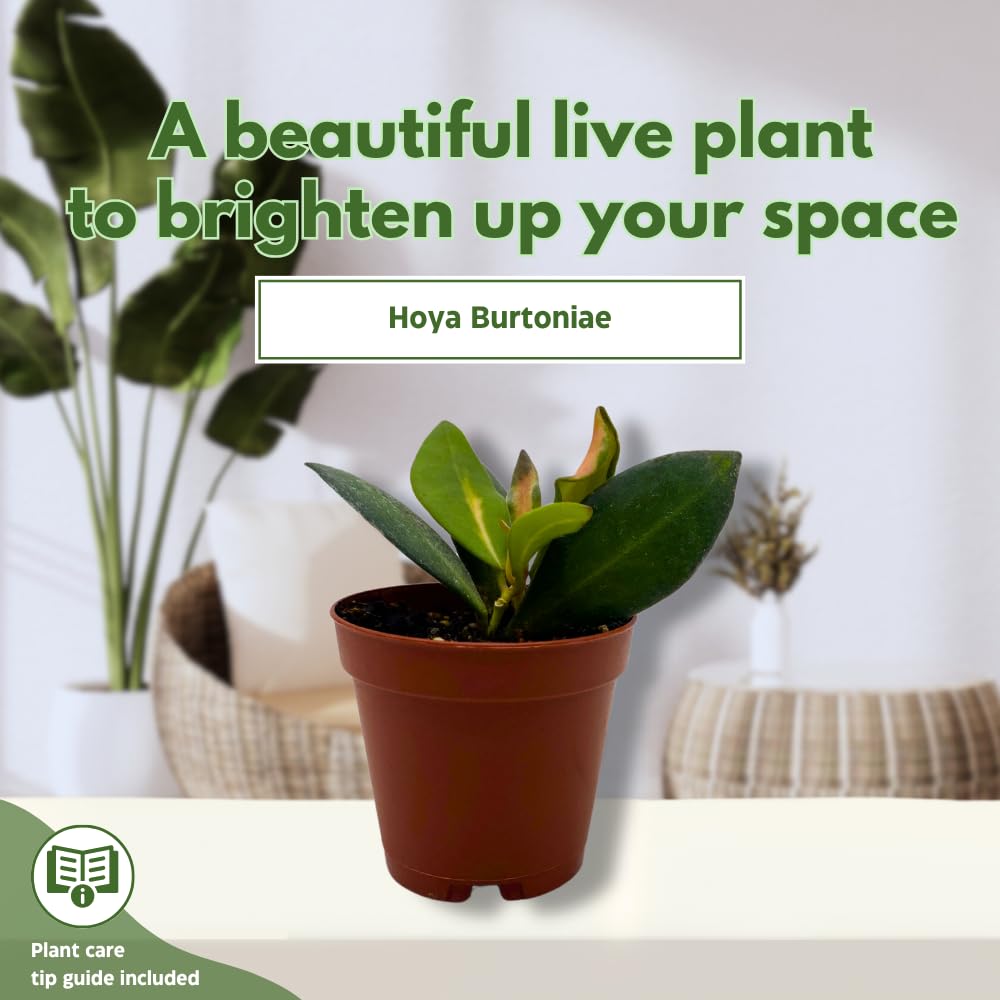 BubbleBlooms Hoya Ds-70 Variegated burtoniae in a 2 inch Pot Tiny Mini Pixie Plant