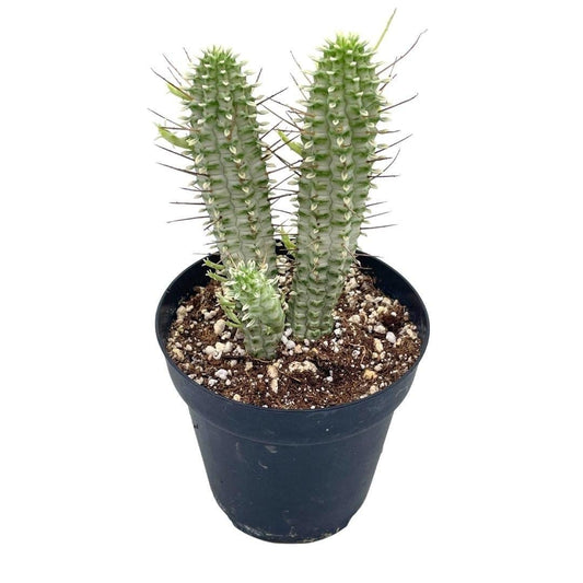 BubbleBlooms White Euphorbia Mammillaris in a 4 inch Pot Corncob Corkscrew Euphorbia