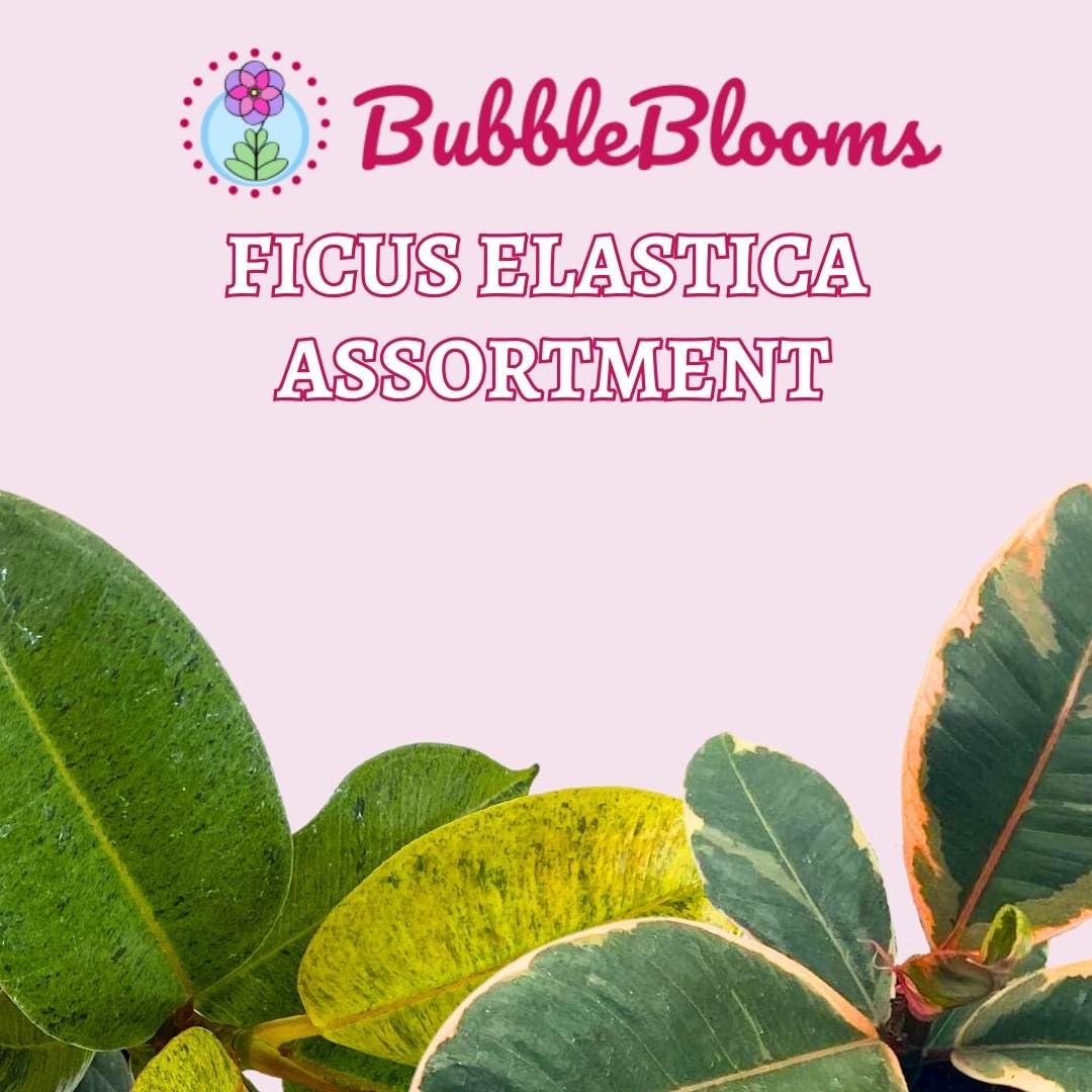 Ficus elastica Assortment, 4 inch, Variegated Rubberplant Variety, Dark and White Rubber Plant