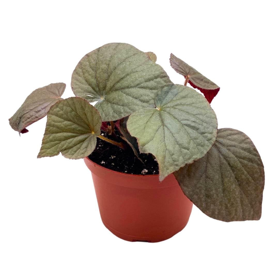 Harmony Foliage Begonia U508, 6 inch Gray Large Leaf Rhizo Rhizomatous