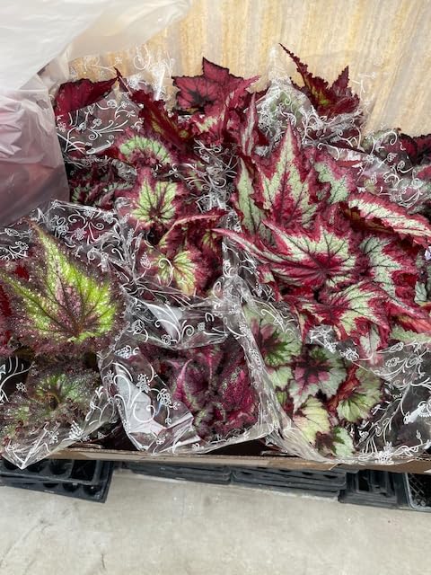 Harmony Foliage Begonia Rex Hybrids in 6 inch pots 6-Pack Bulk Wholesale Hybridized Unique Plants