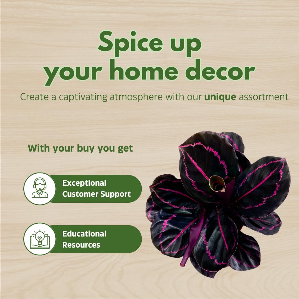 BubbleBlooms Calathea Assortment in 4 inch Pots Set of 5 Prayer Plants