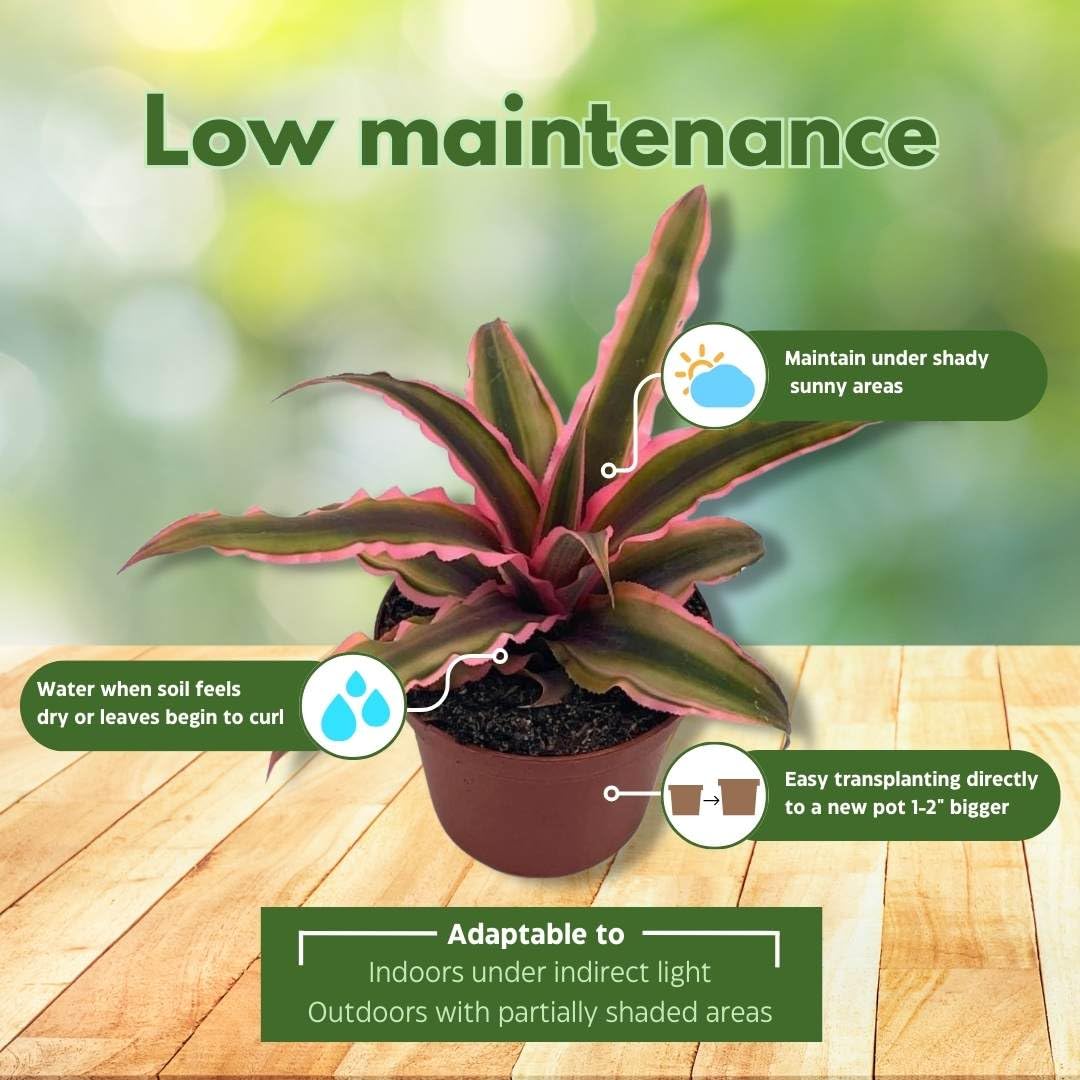 BubbleBlooms Cryptanthus Bivittatus in a 2 inch Pot Pink and Green Variegated, Earth Star Bromeliad, Tiny Mini Pixie Plant