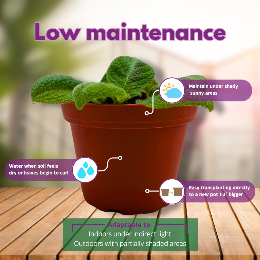 Harmony Foliage Harmony's Sorrento Sunrise Episcia 4 inch Green Flame Violet