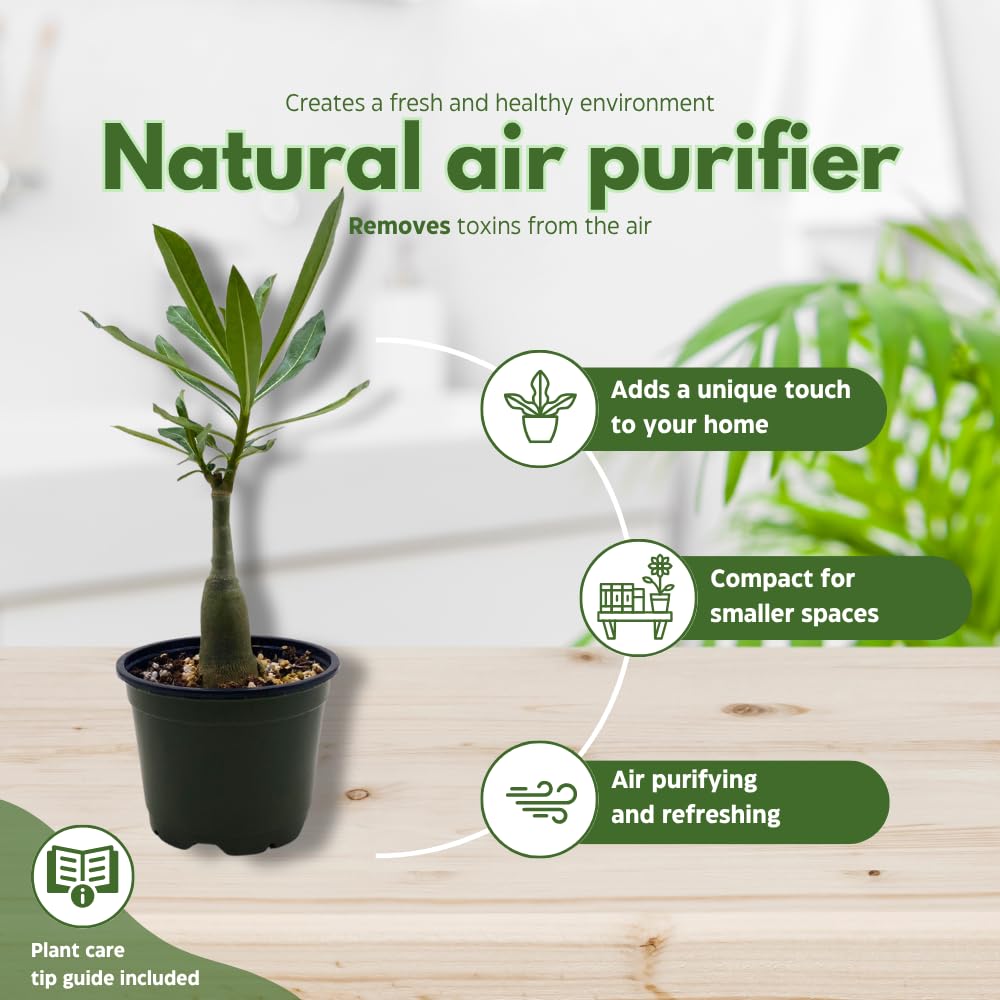 BubbleBlooms Desert Rose Medusa in a 4 inch Pot Extremely Rare Flower