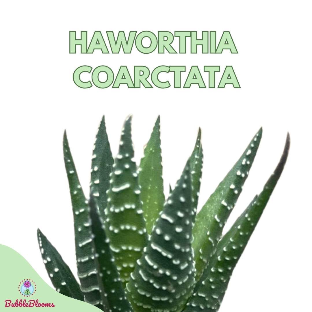 Haworthia coarctata, Green Haworthiopsis attenuata, haworthia reinwardtii, Zebra Wart, Aloe coarctata, f. greenii