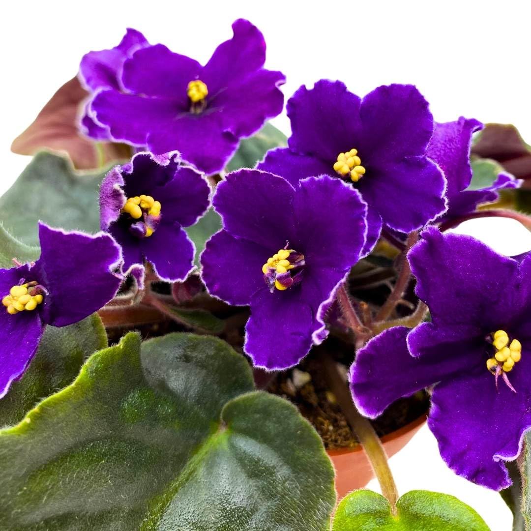 Harmony Foliage African Violet VaT Star Race 4 inch