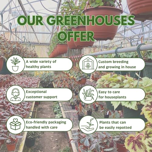 Harmony Foliage African Violet Assortment in 4 inch pots 15-Pack Bulk Wholesale Variegated Saintpaulia Gesneriads