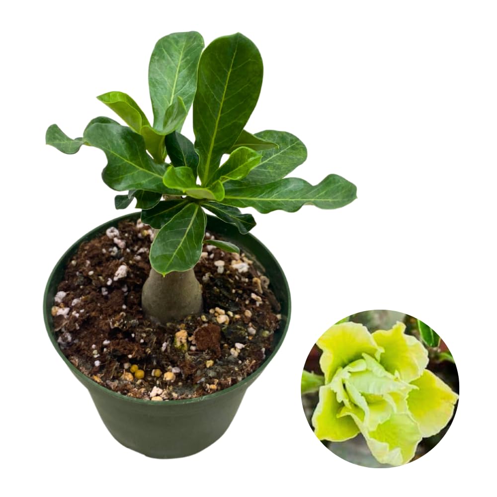 BubbleBlooms Desert Rose Wasabi in a 4 inch Pot Extremely Rare Flower