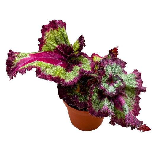 Harmony Foliage Begonia Rex Harmony's Jaded Heart 4 inch