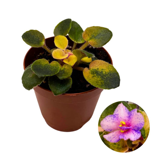 Harmony Foliage Mini African Violet Rob's Argyle Socks Variegated 2 inch Pink Purple Flower