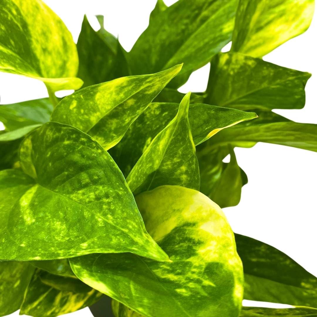 4 inch golden pothos BubbleBlooms Golden Pothos 4 inch Epipremnum aureum – Florida House Plants