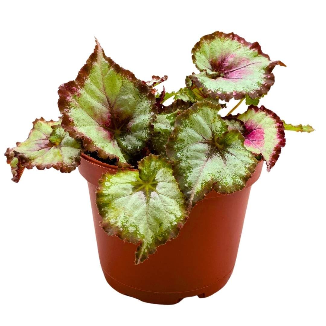 Harmony Foliage Begonia Rex Harmony's Tasmanian Devil 6 inch Pink Spiral