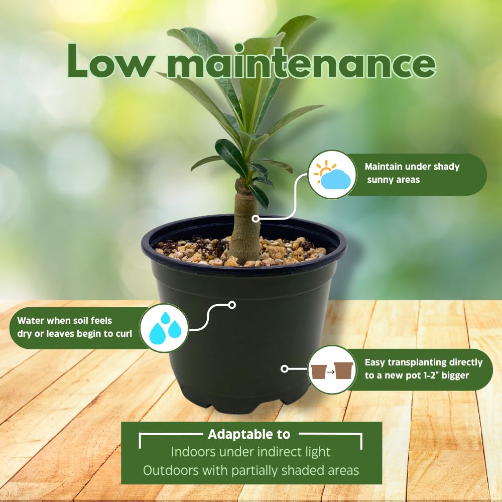 BubbleBlooms Desert Rose Chocolate Vietnam in a 4 inch Pot Extremely Rare Flower