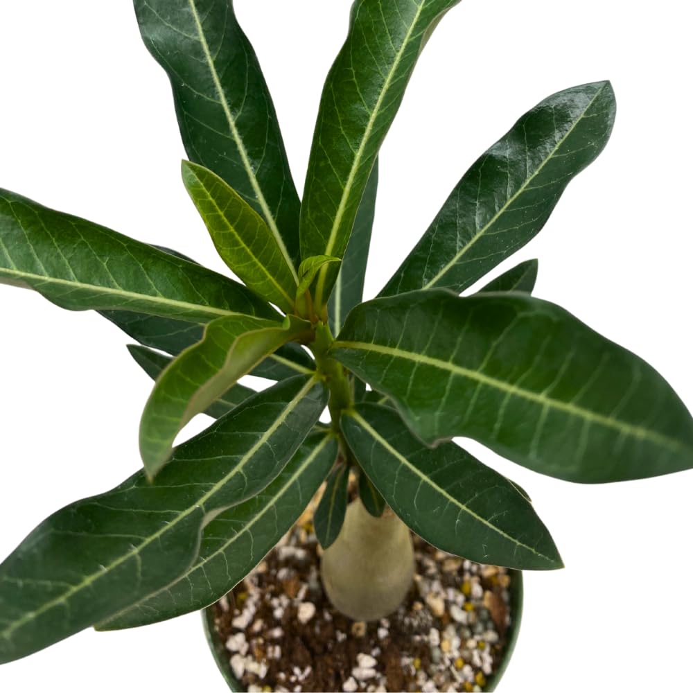 BubbleBlooms Desert Rose Sleeping Beauty in a 4 inch Pot Extremely Rare Flower