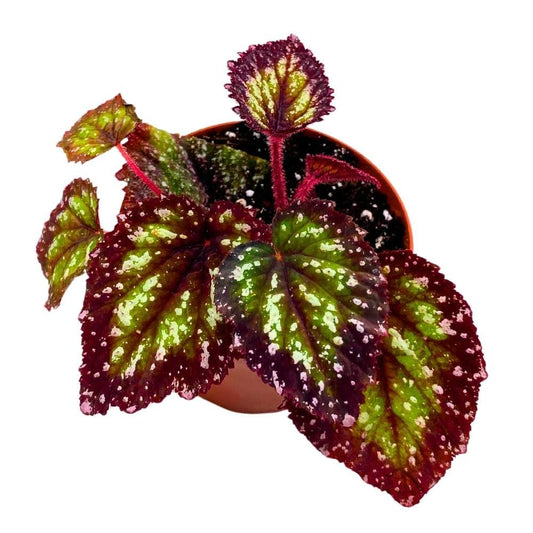 Harmony's Starry Night Begonia Rex 4 inch Super Splashy White Purple Band