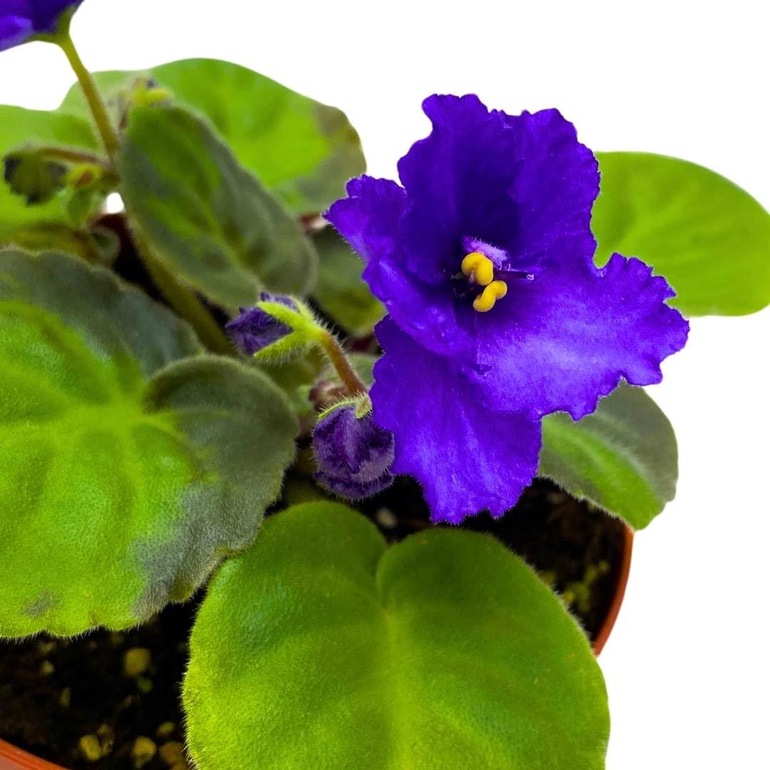 Harmony Foliage African Violet Island Hideaway 4 inch Gesneriad