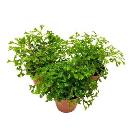 Green Club Moss Garden Selaginella 2 inch Set of 3 Selaginella kraussiana Tiny Mini Pixie Plants