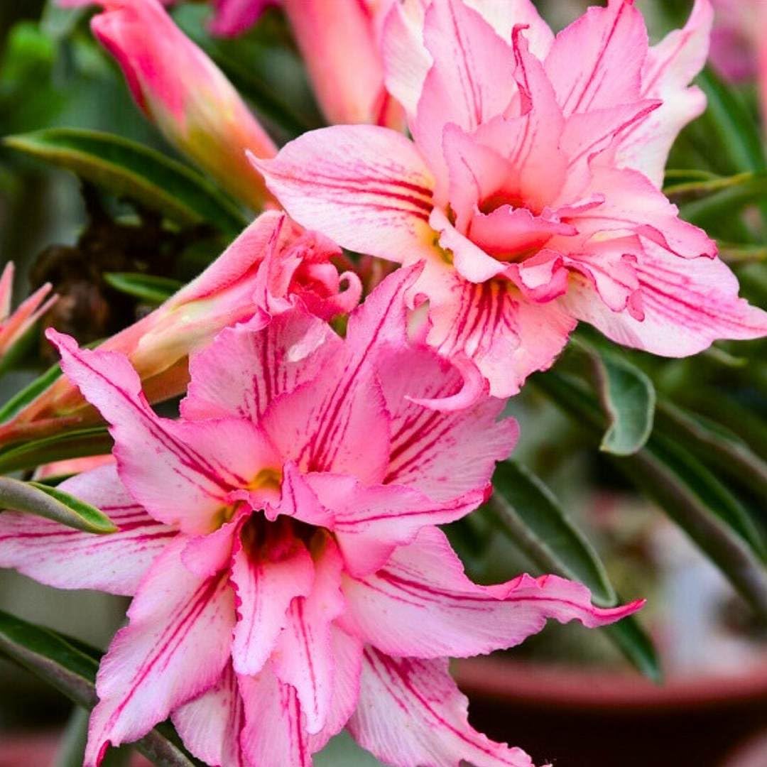 BubbleBlooms Desert Rose Fei Fan 5 inch Pot Pink Red and White Variegated Exotic Rare Flower