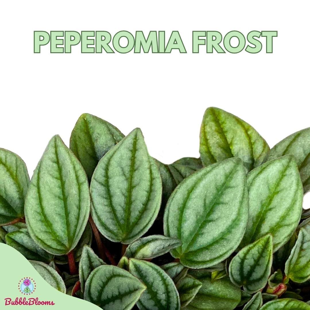 BubbleBlooms Peperomia Frost in a 6 inch Pot Platinum, carperata albovittata, Wrinkle Krinkle Leaf