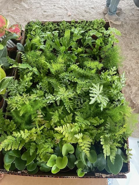 BubbleBloom Fern Assortment Growers Choice Mix Wholesale Bulk Plants 2 inch 45-Pack