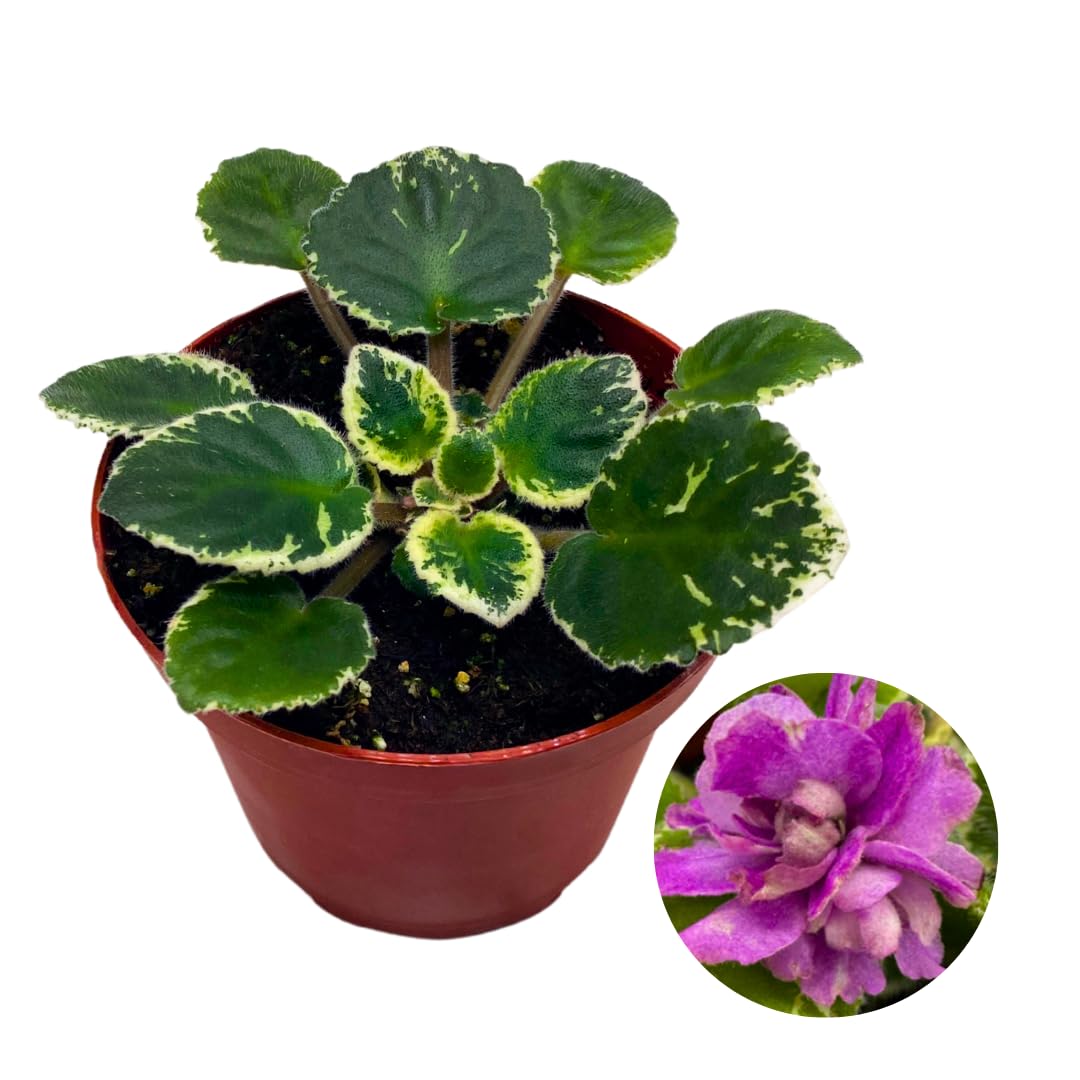 Harmony Foliage African Violet Cool Cat Variegated 4 inch Pink Flower