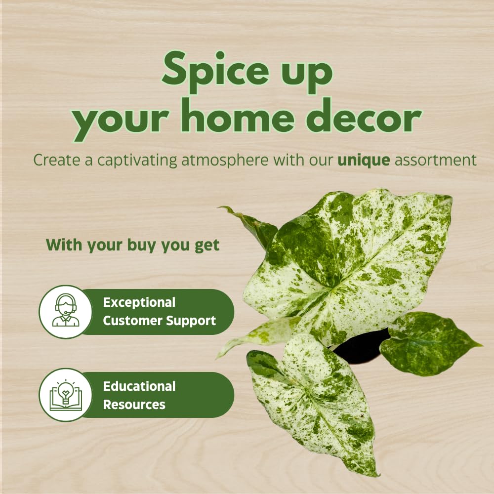 BubbleBlooms Variegated Alocasia Frydek Macro in a 2 inch Pot Tiny Mini Pixie Plant