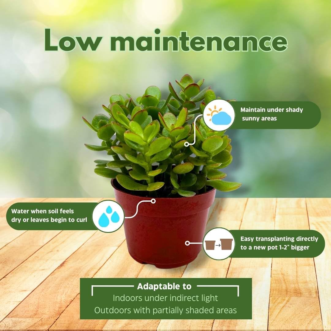 succulent good luck BubbleBlooms Jade Succulent in a 4 inch Pot Crassula ovata – Florida House Plants